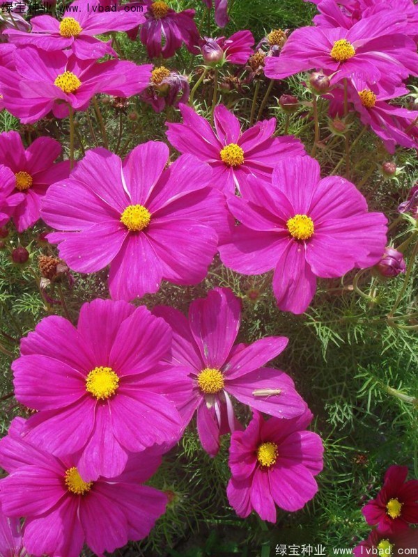 波斯菊<a href='http://www.zishuwang.com.cn/' target='_blank'>種子</a>