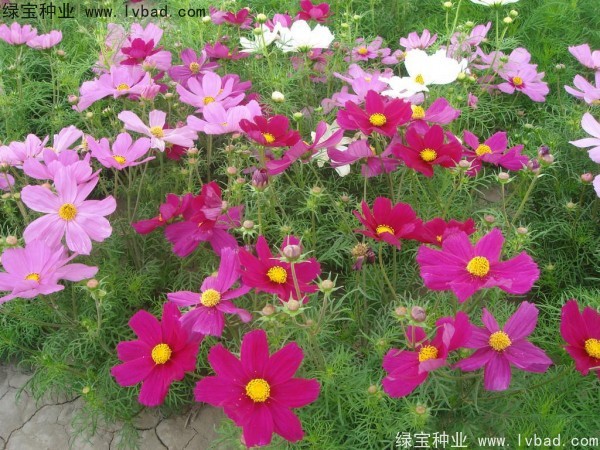 <a href='http://www.zishuwang.com.cn/caohuazhongzi/12.html' target='_blank'>波斯菊種子</a>