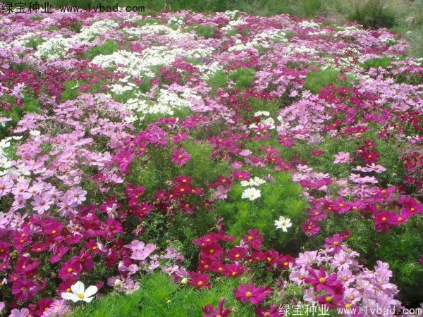 <a href='http://www.zishuwang.com.cn/caohuazhongzi/12.html' target='_blank'>波斯菊種子</a>