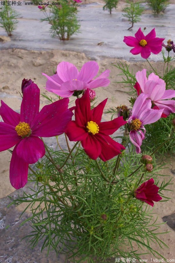 <a href='http://www.zishuwang.com.cn/caohuazhongzi/12.html' target='_blank'>波斯菊種子</a>