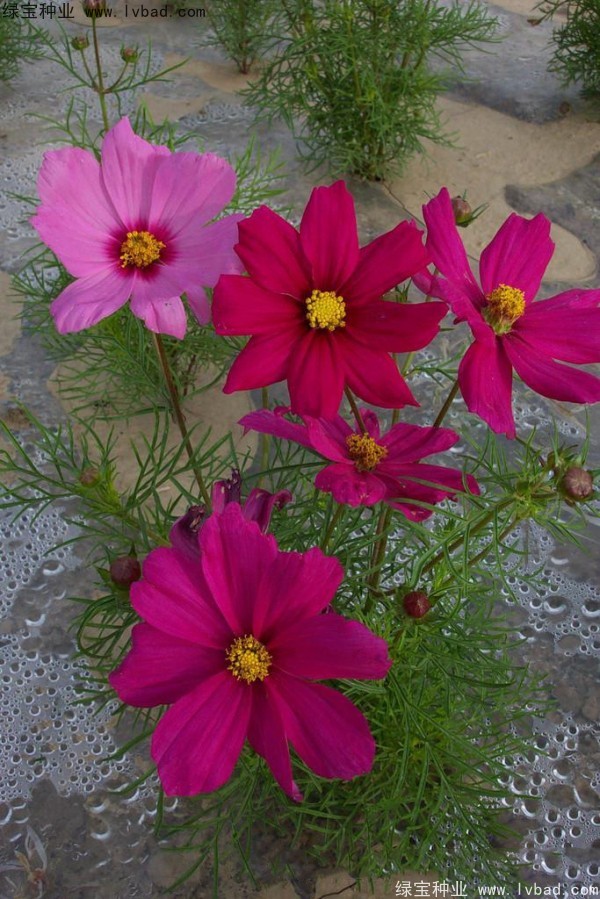 波斯菊<a href='http://www.zishuwang.com.cn/' target='_blank'>種子</a>