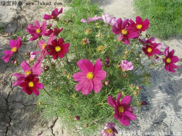 波斯菊<a href='http://www.zishuwang.com.cn/' target='_blank'>種子</a>