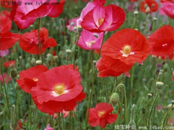 <a href='http://www.zishuwang.com.cn/caohuazhongzi/161.html' target='_blank'>虞美人</a>
