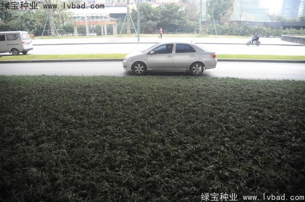 麥冬草<a href='http://www.zishuwang.com.cn/' target='_blank'>種子</a>
