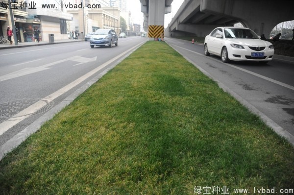 麥冬草<a href='http://www.zishuwang.com.cn/' target='_blank'>種子</a>