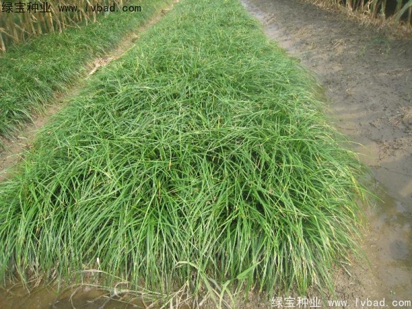 <a href='http://www.zishuwang.com.cn/linmuzhongzi/1695.html' target='_blank'>麥冬草種子</a>