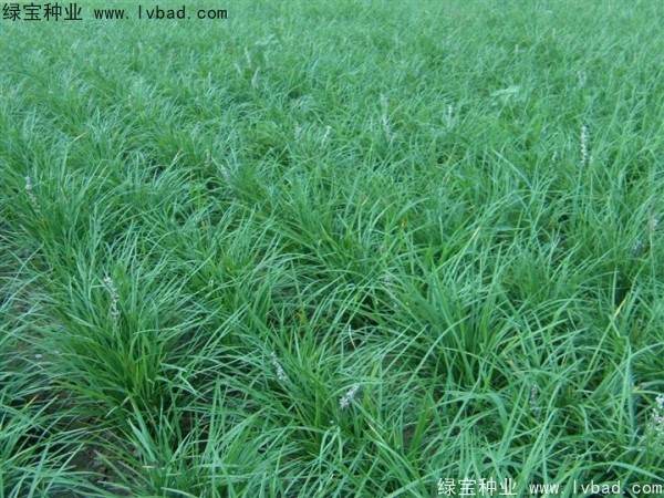<a href='http://www.zishuwang.com.cn/linmuzhongzi/1695.html' target='_blank'>麥冬草</a><a href='http://www.zishuwang.com.cn/' target='_blank'>種子</a>