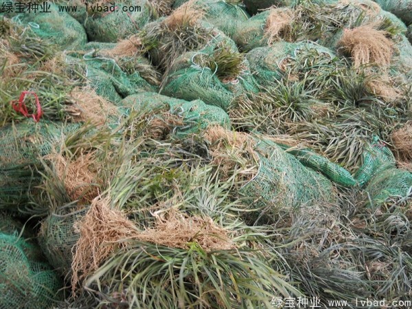 <a href='http://www.zishuwang.com.cn/linmuzhongzi/1695.html' target='_blank'>麥冬草種子</a>