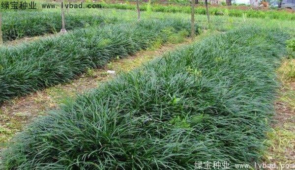 <a href='http://www.zishuwang.com.cn/linmuzhongzi/1695.html' target='_blank'>麥冬草種子</a>
