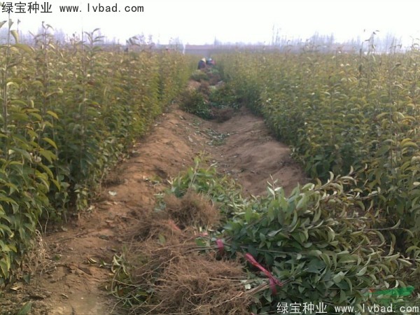 <a href='http://www.zishuwang.com.cn/linmuzhongzi/1696.html' target='_blank'>大葉女貞種子</a>