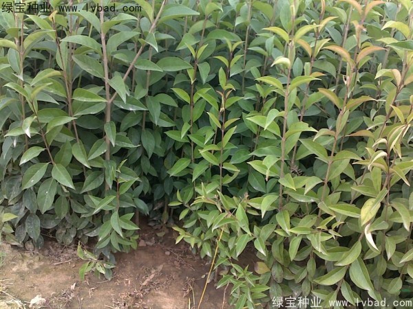 <a href='http://www.zishuwang.com.cn/linmuzhongzi/1696.html' target='_blank'>大葉女貞種子</a>