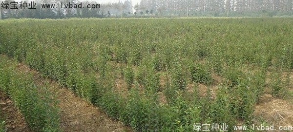 <a href='http://www.zishuwang.com.cn/linmuzhongzi/1696.html' target='_blank'>大葉女貞種子</a>