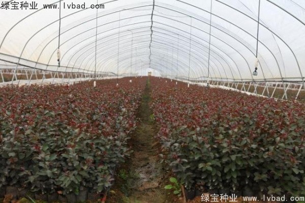 紫薇<a href='http://www.zishuwang.com.cn/' target='_blank'>種子</a>