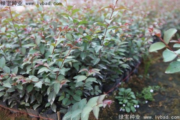 <a href='http://www.zishuwang.com.cn/linmuzhongzi/1698.html' target='_blank'>紫薇種子</a>