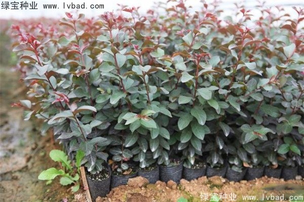 <a href='http://www.zishuwang.com.cn/linmuzhongzi/1698.html' target='_blank'>紫薇種子</a>
