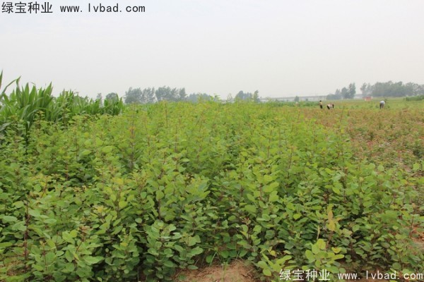 黃櫨<a href='http://www.zishuwang.com.cn/' target='_blank'>種子</a>