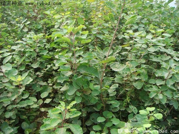 黃櫨<a href='http://www.zishuwang.com.cn/' target='_blank'>種子</a>