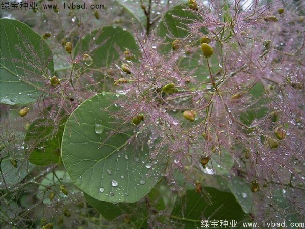 <a href='http://www.zishuwang.com.cn/linmuzhongzi/1699.html' target='_blank'>黃櫨種子</a>