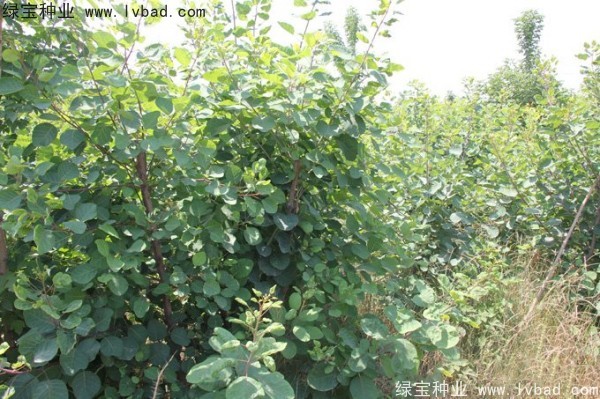 黃櫨<a href='http://www.zishuwang.com.cn/' target='_blank'>種子</a>