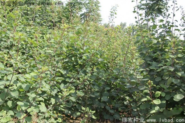 <a href='http://www.zishuwang.com.cn/linmuzhongzi/1699.html' target='_blank'>黃櫨種子</a>
