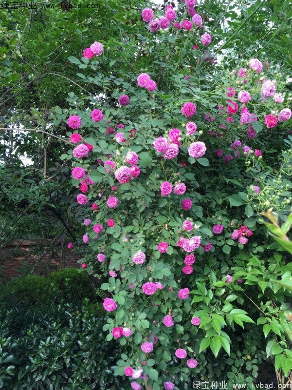 薔薇<a href='http://www.zishuwang.com.cn/' target='_blank'>種子</a>