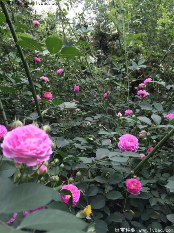 <a href='http://www.zishuwang.com.cn/linmuzhongzi/1702.html' target='_blank'>薔薇種子</a>