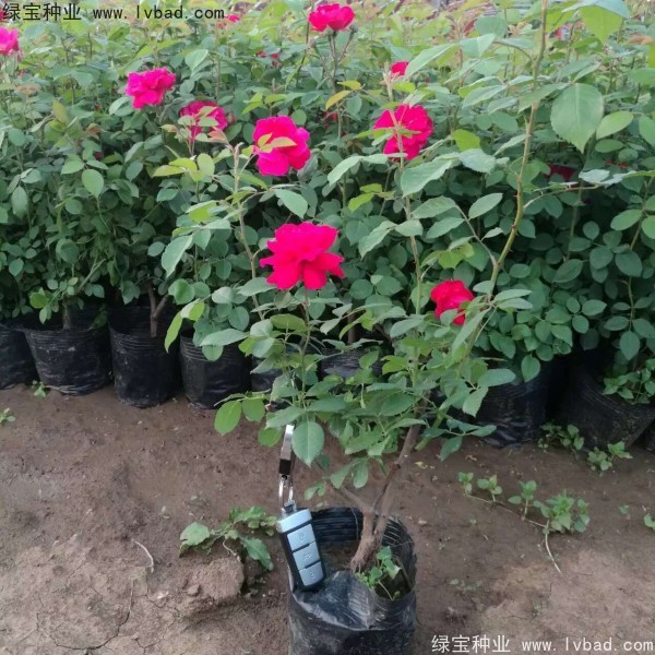 <a href='http://www.zishuwang.com.cn/linmuzhongzi/1702.html' target='_blank'>薔薇</a><a href='http://www.zishuwang.com.cn/' target='_blank'>種子</a>