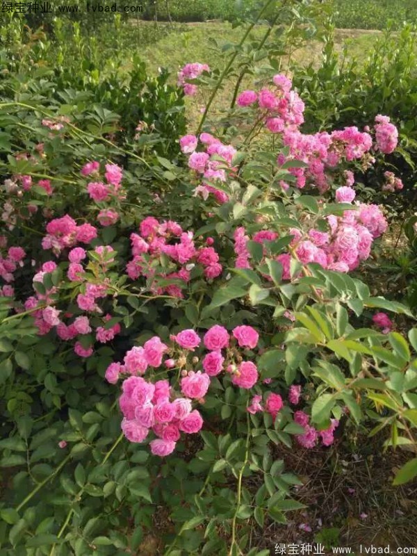 <a href='http://www.zishuwang.com.cn/linmuzhongzi/1702.html' target='_blank'>薔薇</a><a href='http://www.zishuwang.com.cn/' target='_blank'>種子</a>