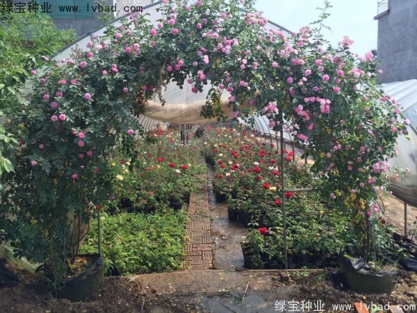 <a href='http://www.zishuwang.com.cn/linmuzhongzi/1702.html' target='_blank'>薔薇種子</a>