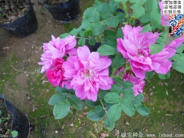 <a href='http://www.zishuwang.com.cn/linmuzhongzi/1704.html' target='_blank'>玫瑰花種子</a>