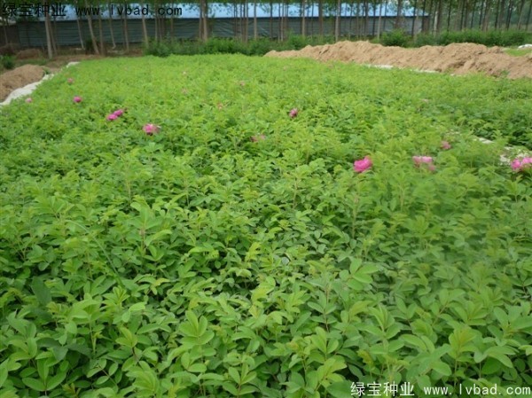 <a href='http://www.zishuwang.com.cn/linmuzhongzi/1704.html' target='_blank'>玫瑰花</a><a href='http://www.zishuwang.com.cn/' target='_blank'>種子</a>