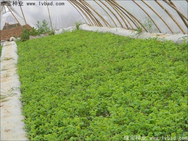 <a href='http://www.zishuwang.com.cn/linmuzhongzi/1704.html' target='_blank'>玫瑰花種子</a>