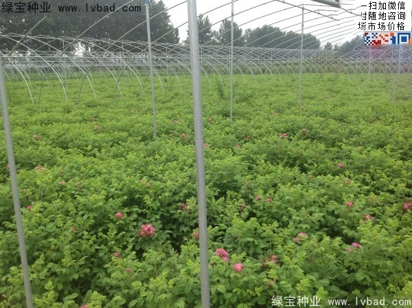 玫瑰花<a href='http://www.zishuwang.com.cn/' target='_blank'>種子</a>