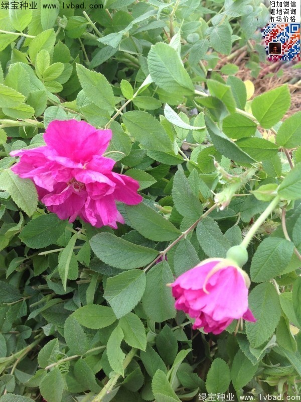 <a href='http://www.zishuwang.com.cn/linmuzhongzi/1704.html' target='_blank'>玫瑰花種子</a>