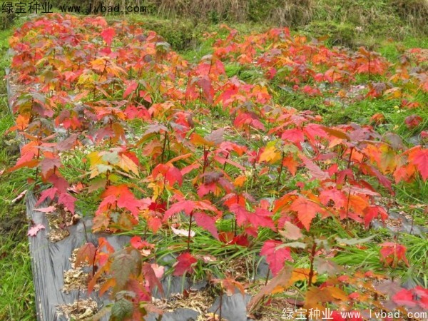 <a href='http://www.zishuwang.com.cn/linmuzhongzi/1706.html' target='_blank'>紅楓種子</a>