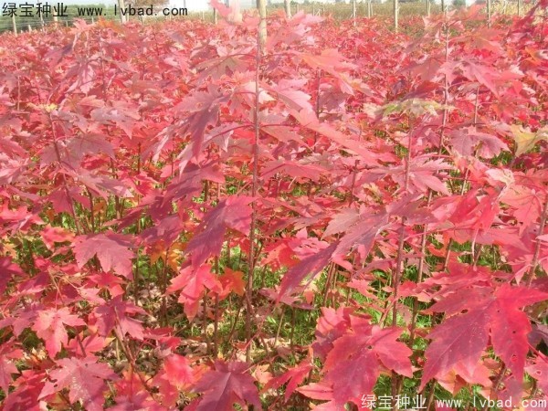 紅楓<a href='http://www.zishuwang.com.cn/' target='_blank'>種子</a>