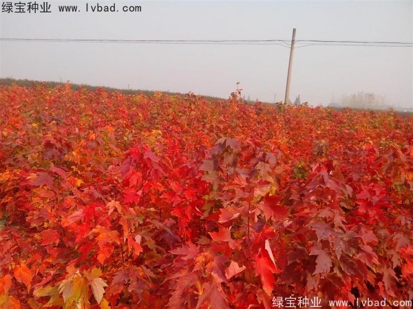 <a href='http://www.zishuwang.com.cn/linmuzhongzi/1706.html' target='_blank'>紅楓種子</a>