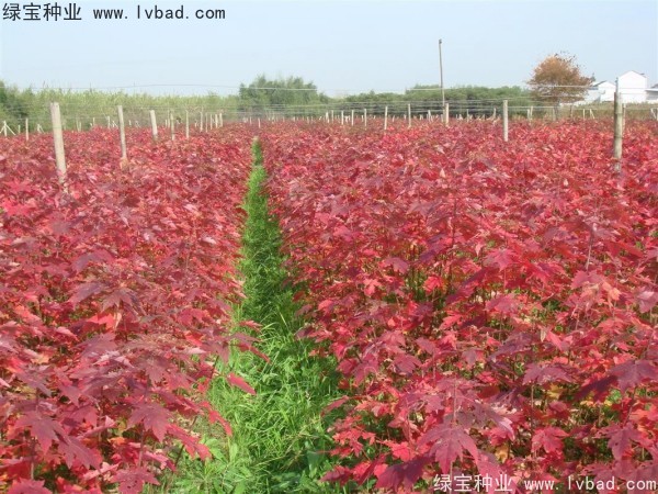 <a href='http://www.zishuwang.com.cn/linmuzhongzi/1706.html' target='_blank'>紅楓</a><a href='http://www.zishuwang.com.cn/' target='_blank'>種子</a>