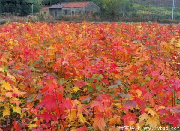 紅楓<a href='http://www.zishuwang.com.cn/' target='_blank'>種子</a>