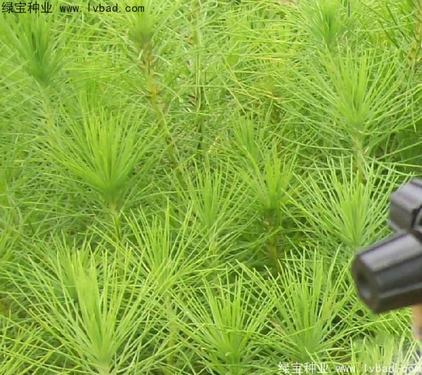 <a href='http://www.zishuwang.com.cn/linmuzhongzi/1708.html' target='_blank'>馬尾松種子</a>