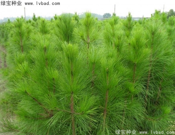 <a href='http://www.zishuwang.com.cn/linmuzhongzi/1708.html' target='_blank'>馬尾松種子</a>