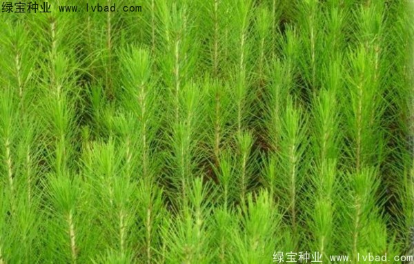 <a href='http://www.zishuwang.com.cn/linmuzhongzi/1708.html' target='_blank'>馬尾松種子</a>