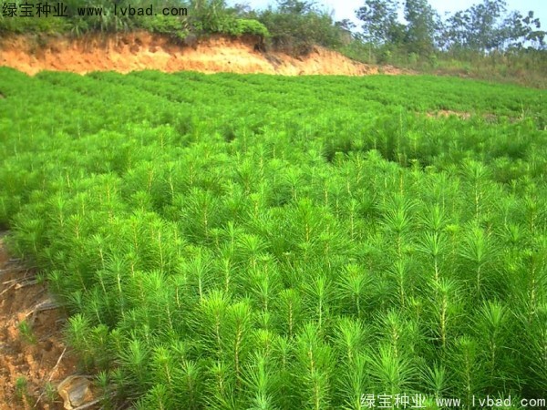 馬尾松<a href='http://www.zishuwang.com.cn/' target='_blank'>種子</a>