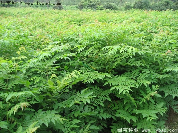 欒樹(shù)種子