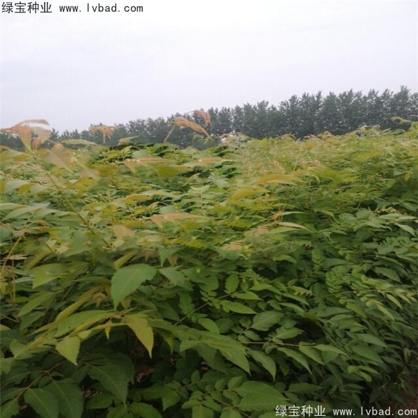 欒樹(shù)種子