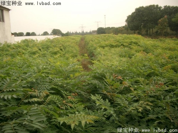 欒樹(shù)種子