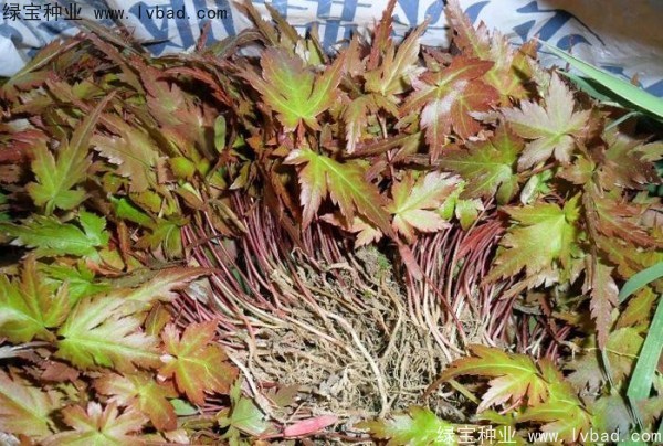 <a href='http://www.zishuwang.com.cn/linmuzhongzi/1711.html' target='_blank'>雞爪槭</a><a href='http://www.zishuwang.com.cn/' target='_blank'>種子</a>