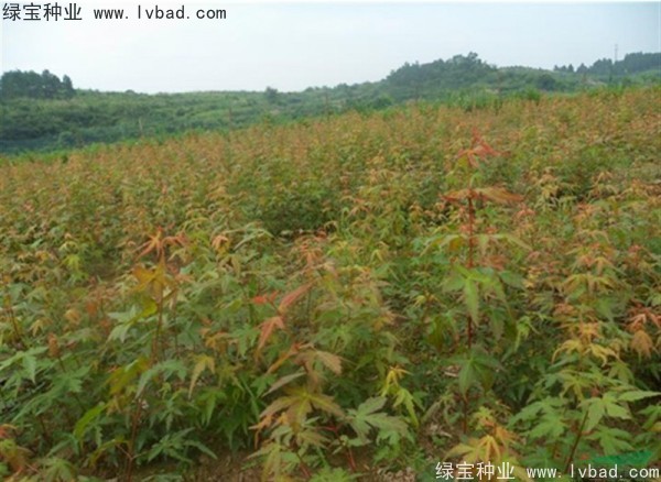 <a href='http://www.zishuwang.com.cn/linmuzhongzi/1711.html' target='_blank'>雞爪槭種子</a>