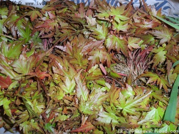 <a href='http://www.zishuwang.com.cn/linmuzhongzi/1711.html' target='_blank'>雞爪槭種子</a>