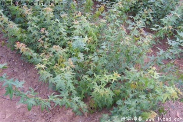 <a href='http://www.zishuwang.com.cn/linmuzhongzi/1711.html' target='_blank'>雞爪槭種子</a>